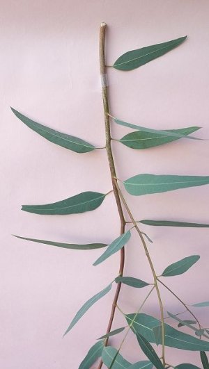 画像3: Dry plants for decor ユーカリ生切り枝（カマルドレンシス）タイプ700〜1000mm