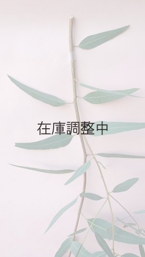 画像3: Dry plants for decor ユーカリ生切り枝（カマルドレンシス）タイプ700〜1000mm