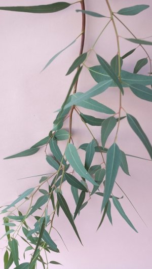 画像5: Dry plants for decor ユーカリ生切り枝（カマルドレンシス）タイプ700〜1000mm