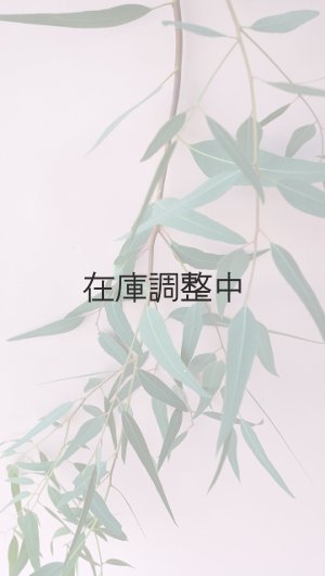 画像5: Dry plants for decor ユーカリ生切り枝（カマルドレンシス）タイプ700〜1000mm