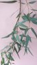 画像5: Dry plants for decor ユーカリ生切り枝（カマルドレンシス）タイプ700〜1000mm