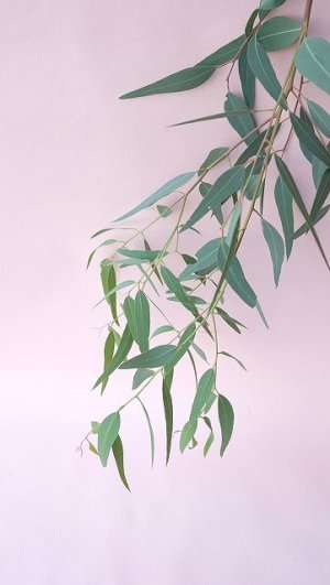 画像8: Dry plants for decor ユーカリ生切り枝（カマルドレンシス）タイプ700〜1000mm