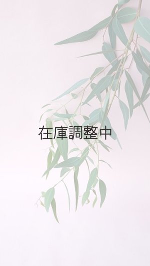 画像8: Dry plants for decor ユーカリ生切り枝（カマルドレンシス）タイプ700〜1000mm