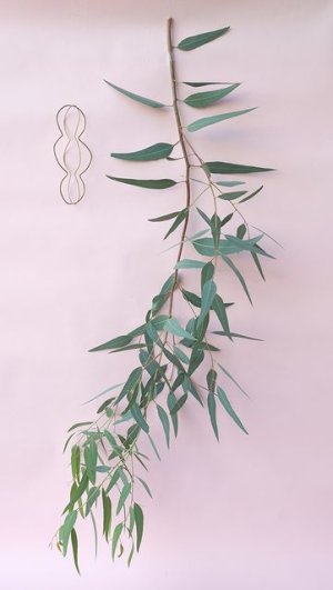 画像1: Dry plants for decor ユーカリ生切り枝（カマルドレンシス）タイプ700〜1000mm