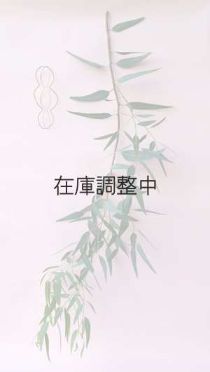画像1: Dry plants for decor ユーカリ生切り枝（カマルドレンシス）タイプ700〜1000mm