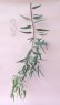 画像1: Dry plants for decor ユーカリ生切り枝（カマルドレンシス）タイプ700〜1000mm (1)