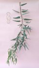 Dry plants for decor ユーカリ生切り枝（カマルドレンシス）タイプ700〜1000mm