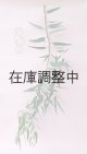 Dry plants for decor ユーカリ生切り枝（カマルドレンシス）タイプ700〜1000mm