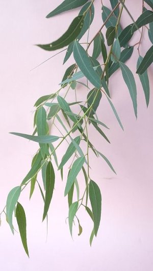画像7: Dry plants for decor ユーカリ生切り枝（カマルドレンシス）タイプ700〜1000mm