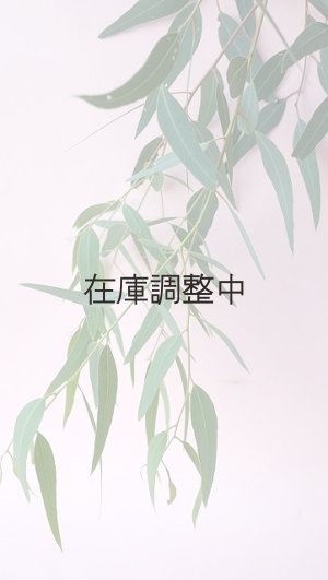 画像7: Dry plants for decor ユーカリ生切り枝（カマルドレンシス）タイプ700〜1000mm