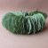 画像5: Dry plants for decor ユーカリリーフリース