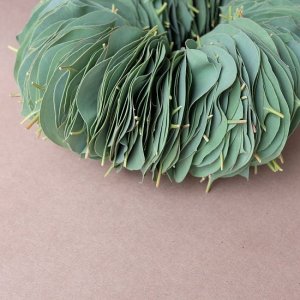 画像2: Dry plants for decor ユーカリリーフリース