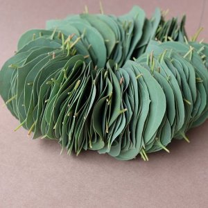 画像2: Dry plants for decor ユーカリリーフリース