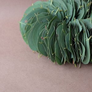 画像2: Dry plants for decor ユーカリリーフリース