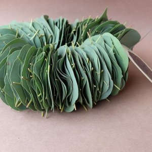 画像6: Dry plants for decor ユーカリリーフリース