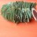 画像2: Dry plants for decor ユーカリリーフリース