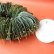 画像3: Dry plants for decor ユーカリリーフリース