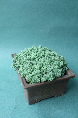画像6: 多肉植物（プレビフォリウム・セダム属）