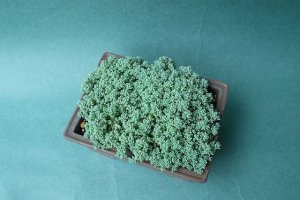 画像3: 多肉植物（プレビフォリウム・セダム属）