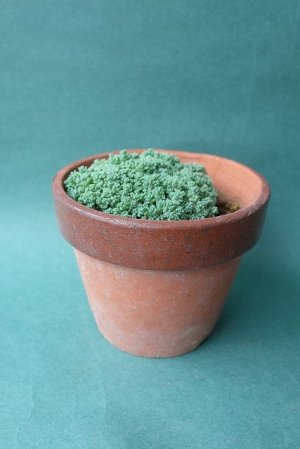 画像1: 多肉植物（プレビフォリウム・セダム属）