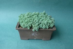 画像5: 多肉植物（プレビフォリウム・セダム属）