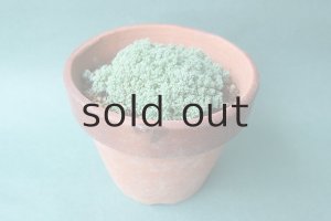 画像5: 多肉植物（プレビフォリウム・セダム属）