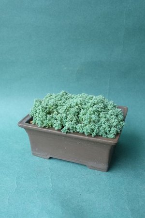 画像1: 多肉植物（プレビフォリウム・セダム属）