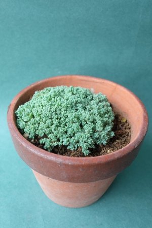 画像2: 多肉植物（プレビフォリウム・セダム属）