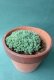 画像2: 多肉植物（プレビフォリウム・セダム属） (2)