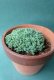 画像4: 多肉植物（プレビフォリウム・セダム属） (4)