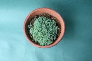 画像6: 多肉植物（プレビフォリウム・セダム属）