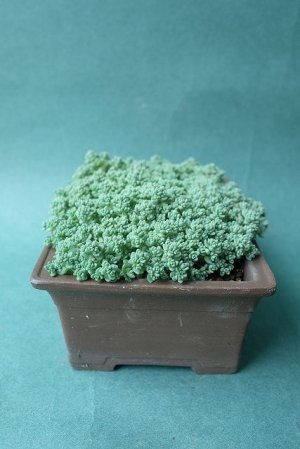 画像4: 多肉植物（プレビフォリウム・セダム属）