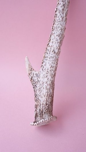 画像2: デコール用二ホンジカの角