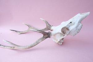 画像13: デコール用二ホンジカの角（ヘッド付）