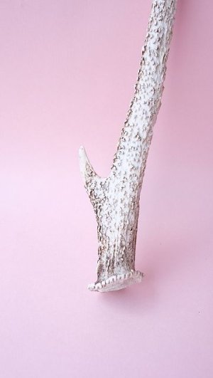 画像5: デコール用二ホンジカの角