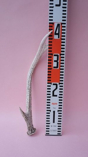 画像8: デコール用二ホンジカの角