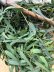 画像12: Dry plants for decor ユーカリ生切り枝（カマルドレンシス）タイプ700〜1000mm (12)
