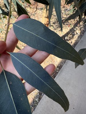 画像11: Dry plants for decor ユーカリ生切り枝（カマルドレンシス）タイプ700〜1000mm