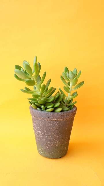 すべての美しい花の画像 驚くばかりセダム 属 多肉 植物 種類