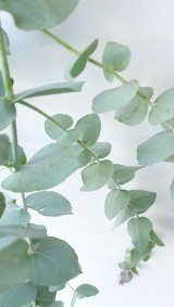  Dry plants for decor ユーカリ生切り枝（ブルーガム）の在庫を補充しました。