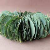 Dry plants for decor ユーカリリース7点UPしました。