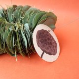 Dry plants for decor ユーカリリースの一部商品をセール価格にいたしました。