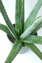 アロエ苗・アロエベラの在庫を補充しました。