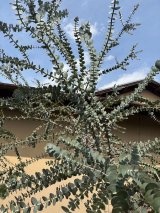 長尺ユーカリ生切り枝、各種在庫を補充しております。