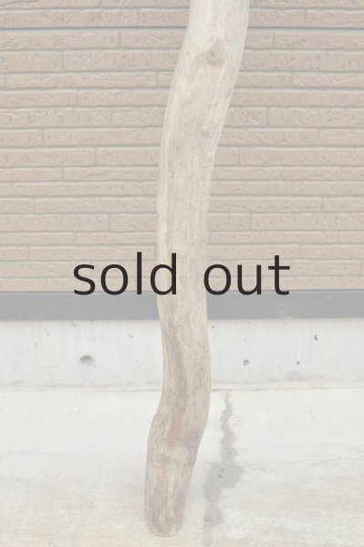 画像2: 幹流木 (2)