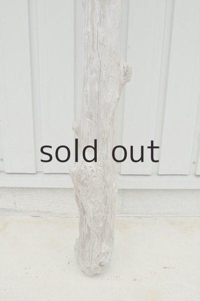 画像2: 大型 変形幹 (2)