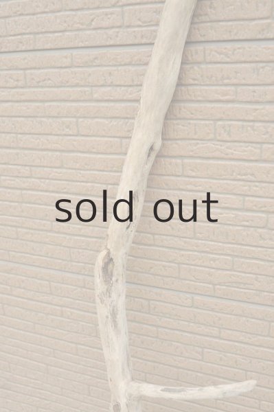 画像2: 幹流木 (2)