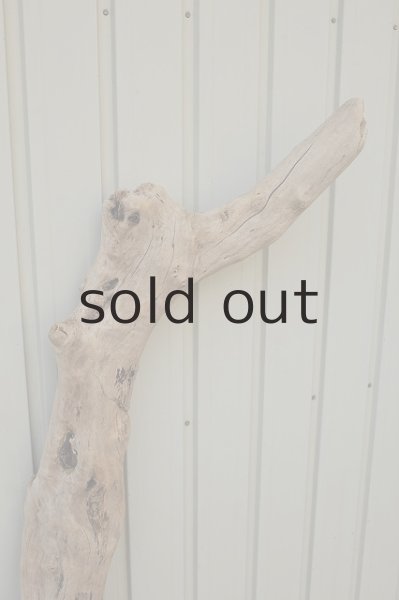 画像3: 大型 幹 (3)