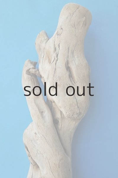 画像3: 幹流木 (3)