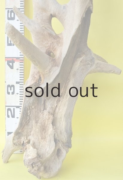 画像4: 大型 幹・根 (4)